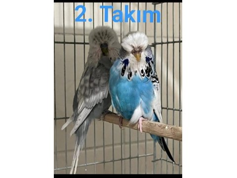 Üst Vasıf Show Takım Muhabbet Kuşlar