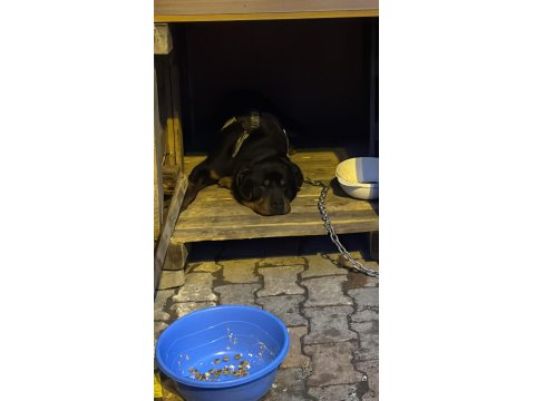 Hastasına Uyumlu Rottweiler Acill