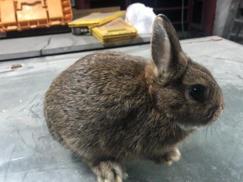 Safkan Hollanda Cüce Tavşanlar (Kırma Değildir)