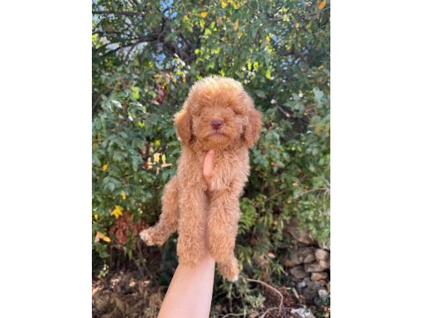Ruhsatlı İşletmeden Toy Poodle