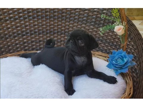 Irk Garantili Pug Yavruları