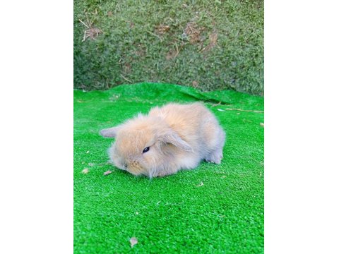Hollanda Teddy Lop Tavşan Yavrular Gönderim Yapılır