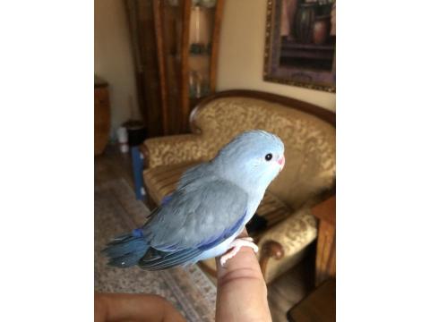 El Beslemeye Uygun Forpus Yavrular