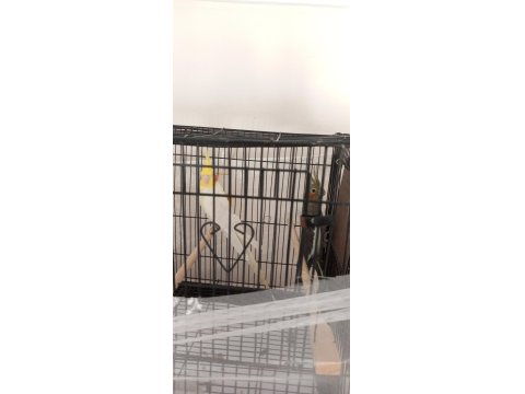 Acil Kafes Ve Yuvalık İçinde Çift Sultan Papağanı