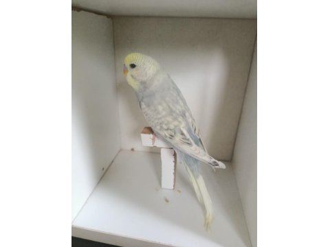 Yeme Düşmüş Muhabbet Kuşu Yavruları