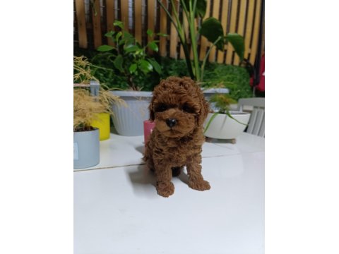 Tea Cup Boyutlarda Poodle Bebeklerimiz