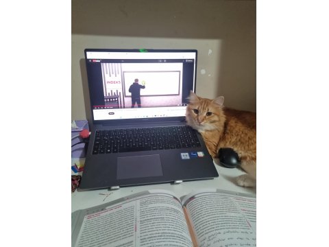 Sevgi Dolu Yuvaya İhtiyacı Olan Tatlı Bir Sarman