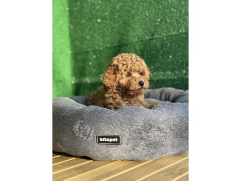Toy Poodle Köpeği