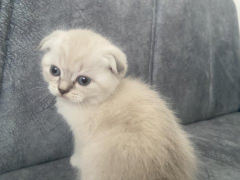 41 Günlük Beyaz Scottish Fold Yavru