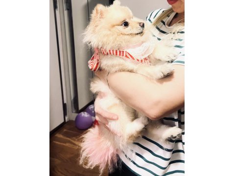 Gülen Surat Pomeranian 1,5 Yaşında