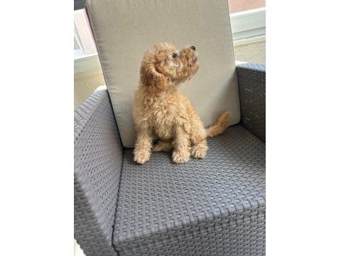 2.5 Aylık Tuvalet Eğitimli Erkek Toy Poodle