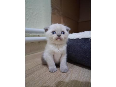 Oyuncu Scottish Fold Bebişler