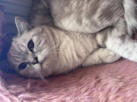 Kedimiz Pamuğumuzu Ücretsiz Sahiplendiriyoruz