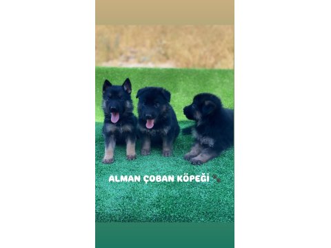 Showline Alman Kurdu Yavrularımız