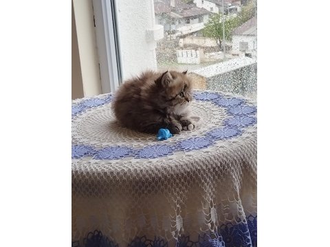 Çiko Yavru Kedimizyeni Sahiplerini Bekliyor