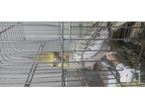 Çift Sultan Papağanı