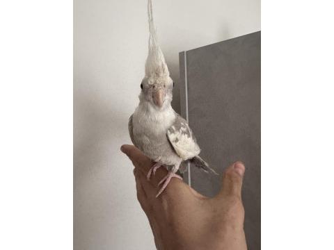 Konuşan 5 Aylık Sultan Papağanı