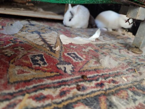 Hollanda Cüce Tavşanlarımı Sahiplendirilecektir