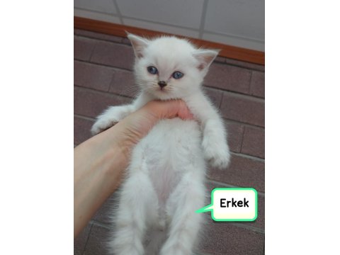 Yavru Kedilerimiz Yeni Yuvalarını Arıyorlar