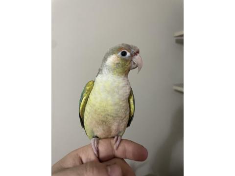 Oyuncu Konur Papağanımız