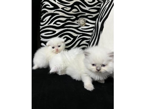 British Scottish Kedisi 2 Aylık Dişi