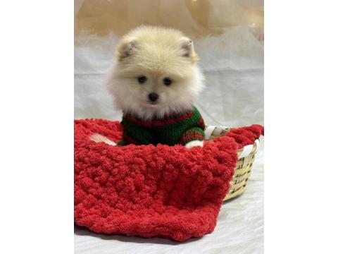 2 Aylık 2 Dişi Ve 1 Erkek Pomeranian