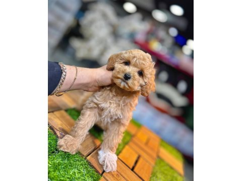 Poodle Yavrusu