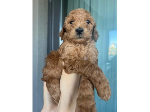 Poodle Kendi Yavrularımız