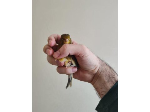 Gümbür Gümbür Öten Fancy Satılık Kanarya