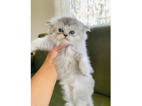 Scottish Fold Pamuk Prenseslerim