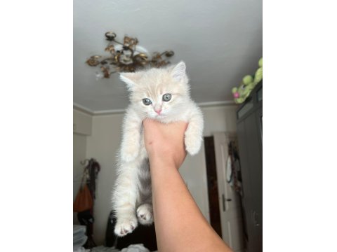 2 Tane Yavru Kedim Var Ücretli Sahiplendireceğim