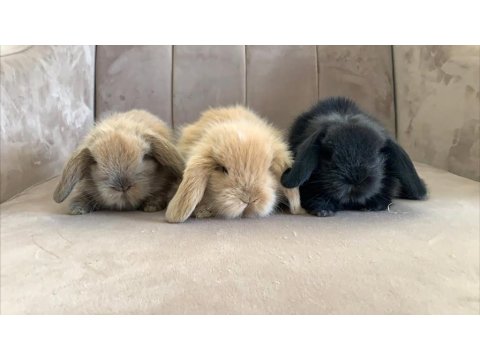 Hollanda Lop Tavşanlarım Yeni Sahibini Bekliyor