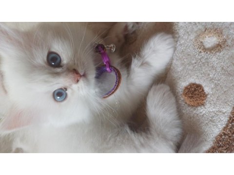 British 2 Aylık Maviş