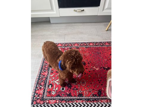 Red - Brown Kore Kan Poodle Oğluluşuma Eş Arıyoruz