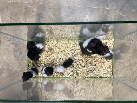 Hamster Yavrularım