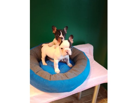 Biblo Gibi French Bulldog Yavrularımız