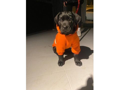 Siyah Erkek Cane Corso