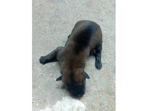 Belçika Kurdu Orjinal