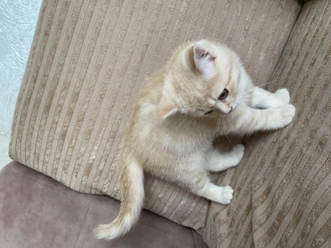 British Shorthair Cream Tabby