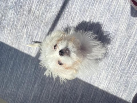 1 Ocak Doğumlu Kore Maltese Yavrumuz Evde Büyüdü Uysal Ve Tuvalet Eğitimi Var