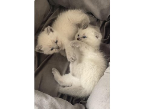 Bluepoint Yavru Kediler 1,5 Aylık