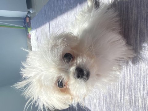 1 Ocak Doğumlu Kore Maltese Yavrumuz Evde Büyüdü Uysal Ve Tuvalet Eğitimi Var