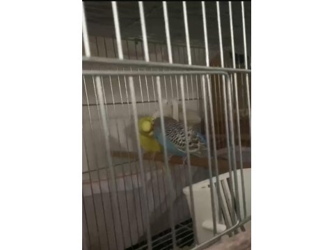 Kızgınlık Döneminde Çift Muhabbet Kuşu