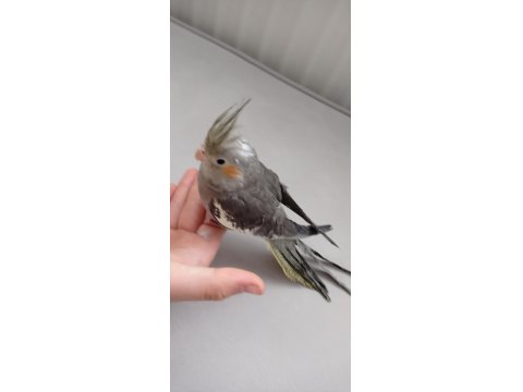 Erkek Yavru Sultan Papağanı 3 Aylık Ele Alışık Evcil Papağanımız