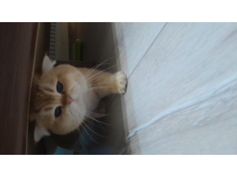 Yetişkin British Golden Ny 12