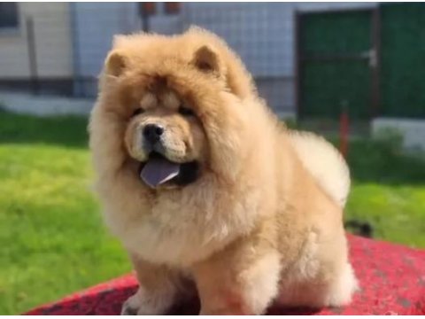 Pofuduk Oyun Arkadaşı Chow Chow Bebekler