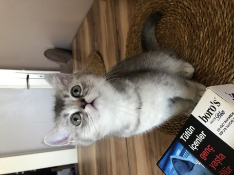 70 Günlük Ve 1.5 Yaşında British Shorthair Kedimiz