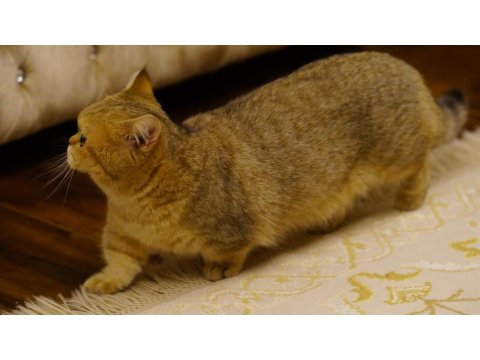 Munchkin Shorthair