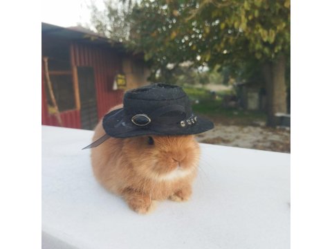 Orjinal Cüce Tavşan Yavruları