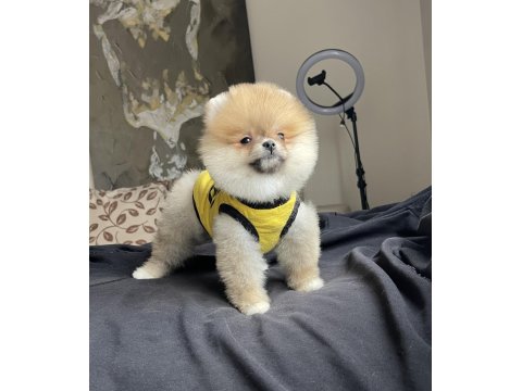 Ayı Surat Pomeranian Boo Yavrular
